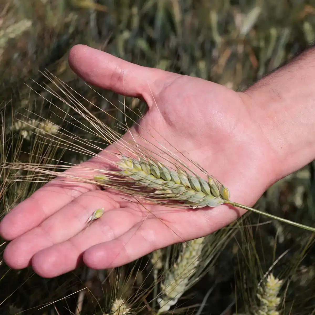 Analisi di una spiga durante un progetto di ricerca agricola